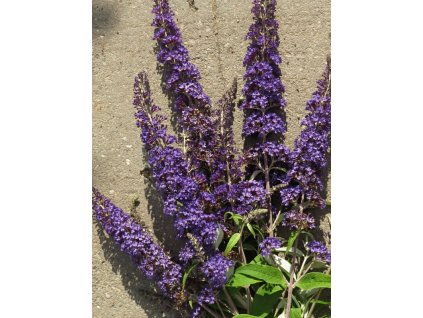 Buddleia%20davidii%20Blue%20Horizon%2001