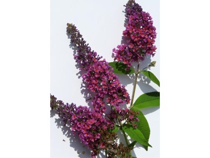 Buddleia%20davidii%20Flower%20Power