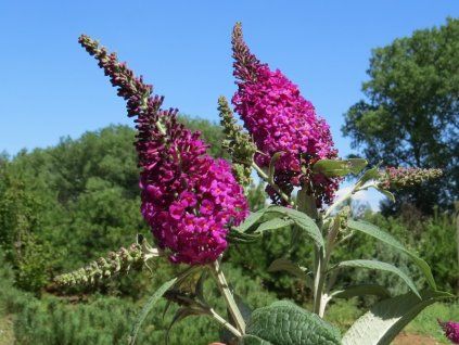 Buddleia%20davidii%20Miss%20Ruby%2001