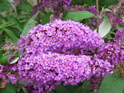Buddleia%20davidii%20Niobe%2001