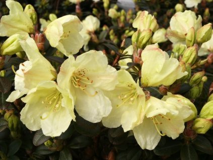 Rhododendron%20Wren%2001