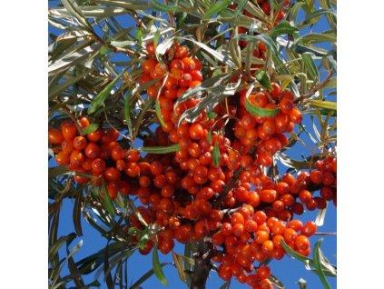 Rakytník Krasavice 1m1