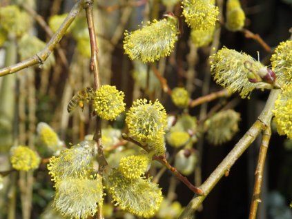 Salix caprea Kilmarnock 05