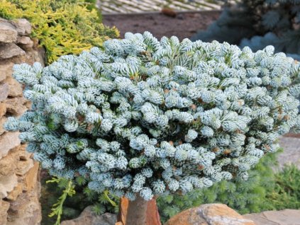 Abies%20koreana%20Icebreaker%2001