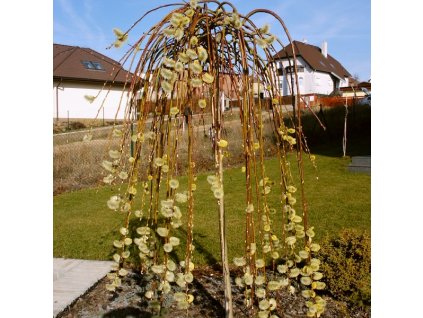 Salix%20caprea%20Kilmarnock%20011
