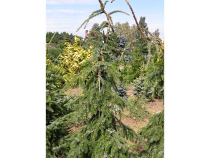 Picea%20omorika%20Pendula%20Brunz%2001