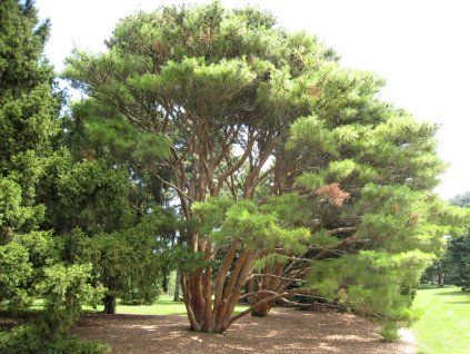 Pinus%20densiflora%20Umbraculifera%2003