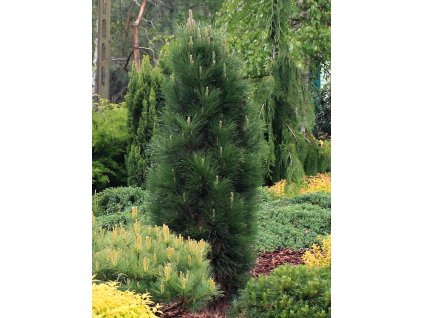 Pinus%20nigra%20Green%20Tower%2001
