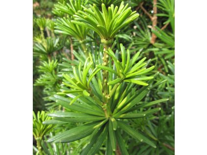 sciadopitis%20vertic