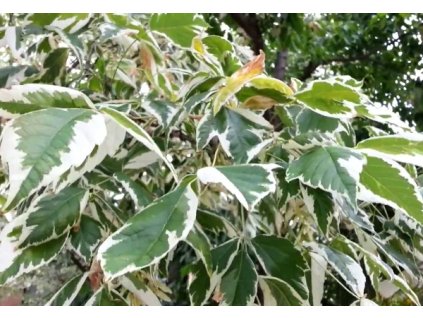 Acer%20negundo%20Variegatum