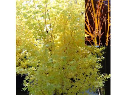 Acer%20palmatum%20Bi%20hoo%2001