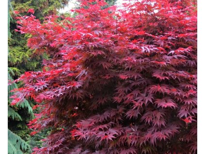 Acer%20palmatum%20Pixie%2002
