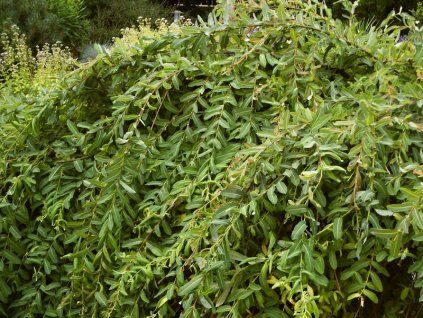Salix%20integra%20Pendula%20021