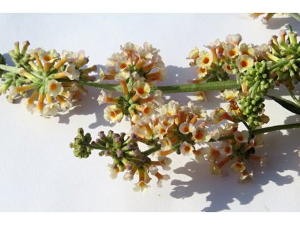 Buddleia%20weyeriana%20Sungold%2001