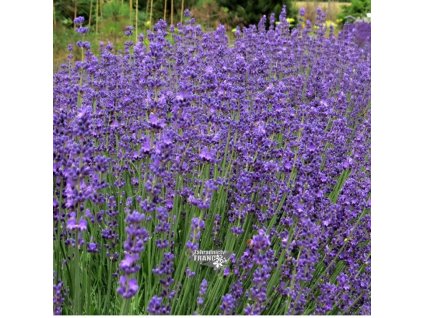 lavandula beate1m1