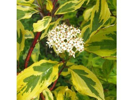 Cornus%20alba%20Gouchaultii01s