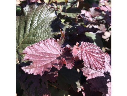 Corylus Rotte Zellernus01m