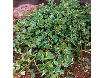 Cotoneaster procumbens Queen Of Carpets