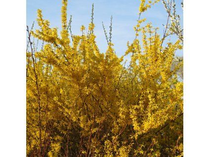 Forsythia intermedia Weekend 01