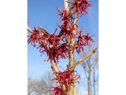 Hamamelis%20Danny%2001