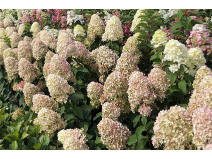 Hydrangea%20paniculata%20Magical%20Candle%2002
