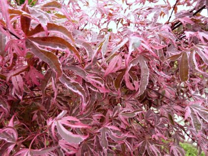 Acer%20palmatum%20Geisha%20Gone%20Wild%2001