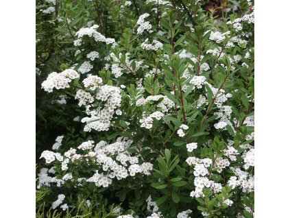 Spiraea%20niponica%20Snowmound%2001