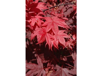 Acer%20palmatum%20Okagami%2001