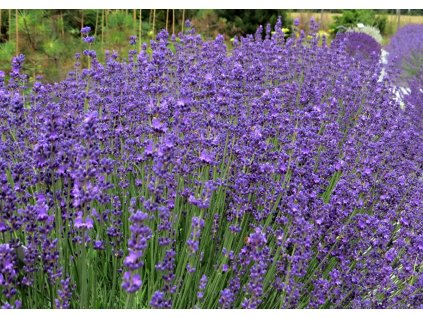 Lavandula angustifolia Beate 02