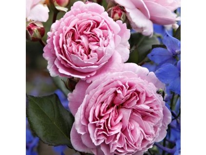 Rosa Rosengräfin Marie Henriette 01m