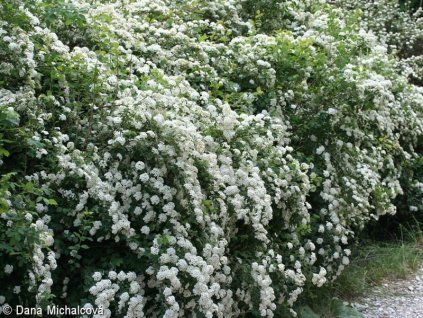 Spiraea%20vanhouttei%2001