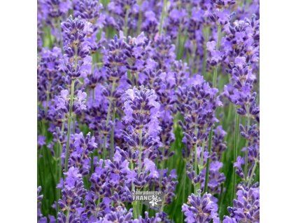 lavandula muns.1m1