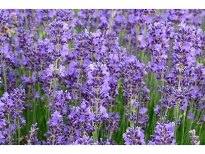 Lavandula%20angustifolia%20Munstead%2011