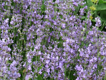 Lavandula%20angustifolia%20Dwarf%20Blue%2001