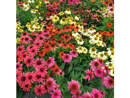 Echinacea purpurea Cheyenne Spirit 03m1