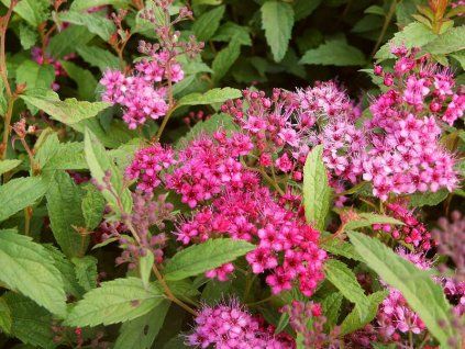 Spiraea%20bumalda%20AW