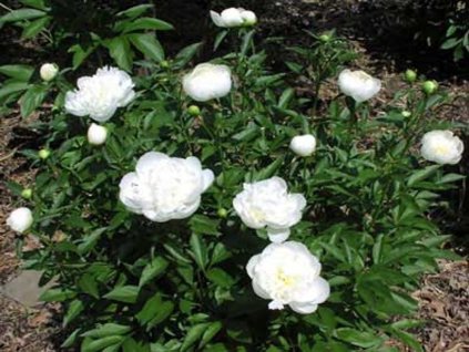 shirley%20temple%201