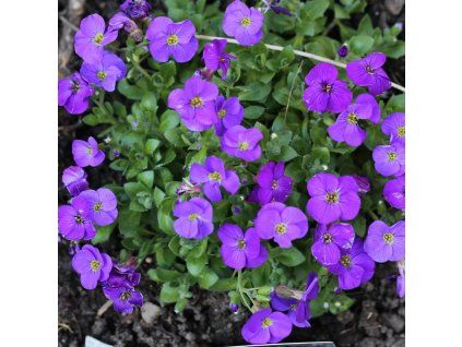 Aubrieta Kitte Blue