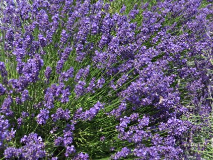 Lavandula%20angustifolia%20Essence%20Purple%2003