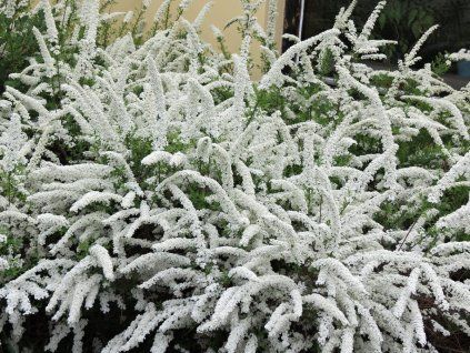 Spiraea x cinerea Grefsheim  tavolník ojíněný