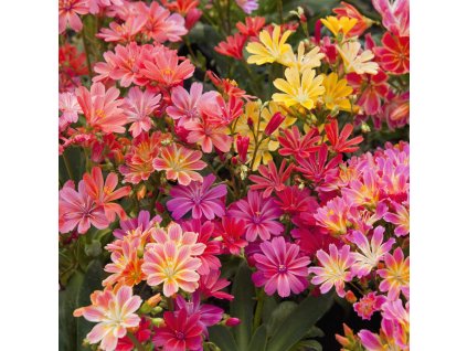 lewisia%20elise%20 %20kopie