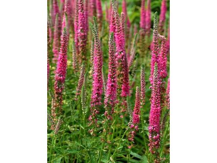Veronica%20spicata%20'Rotfuchs'%20 %20kopie