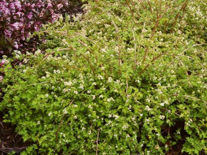 Stephanandra%20incisa%20Crispa