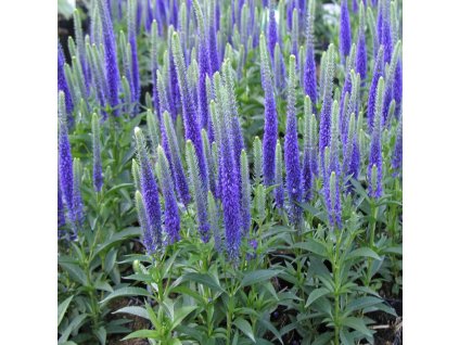 Veronica%20spicata%20Ulster%20Blue%20Dwarf%20 %20kopie