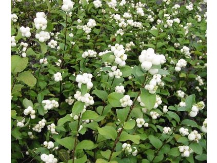 Symphoricarpos%20albus%2001