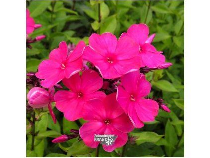 phlox tenor1m1