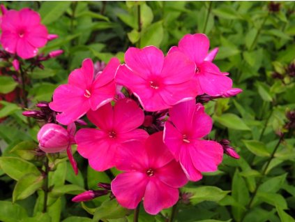 Phlox%20paniculata%20Tenor%2001