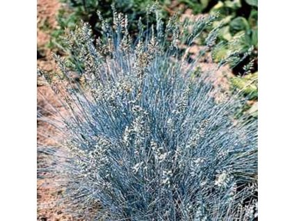 Festuca%20Glaucantha%20 %20kopie