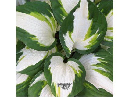 hosta enterprise1m1