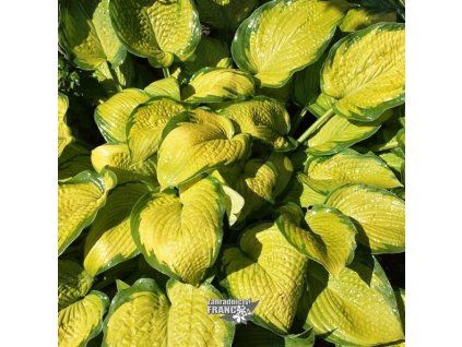 hosta inniswood1m1